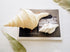 giant beige trumpet seashell